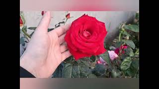 Троянди в моєму садочку #квіти #троянди_україни #ютубукраїнською #flowers