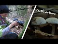 Nature photography in the autumn forest  autumn mushrooms birds colourful trees  ep1