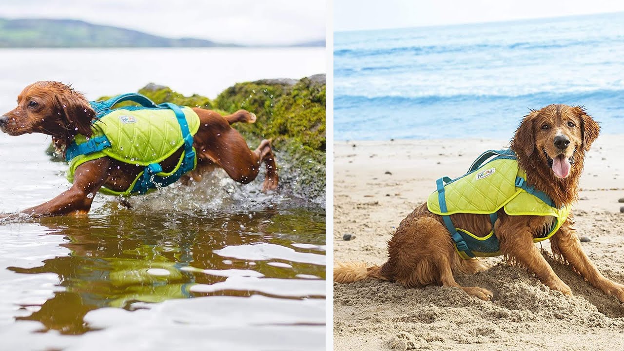 Top 5 Best Dog Life Jackets Review Perfect Models for Any Budget in