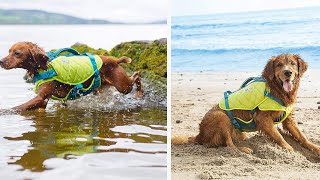 Top 5 Best Dog Life Jackets Review | Perfect Models for Any Budget in 2023