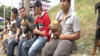 Pasean a sus Pitbull para que la gente sepa que no son agresivos