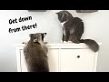 What happens when I leave my pet raccoon UNATTENDED for an hour?