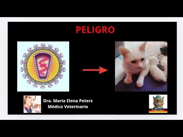 Imagen 0