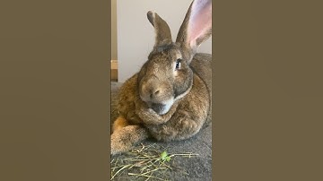 I Wonder WHY My Flemish Giant Rabbit Does This?
