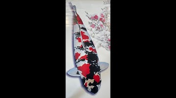 Hướng dẫn chọn mua cá Koi chất lượng cao (High quality Koi , Collection  KOI)