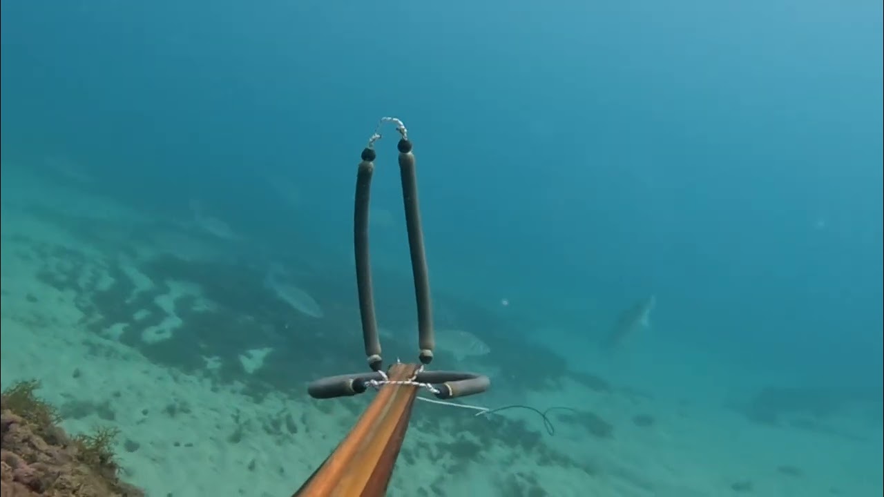 Spigola 2.9 kg con Labrax 80