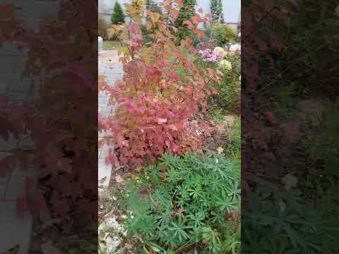 осенняя красота калины