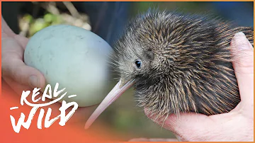 How Does The Tiny Kiwi Bird Survive When It Can't Fly? | Modern Dinosaurs | Real Wild