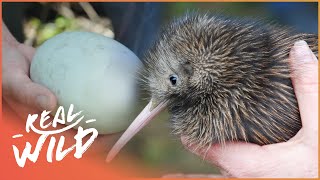 How Does The Tiny Kiwi Bird Survive When It Can&#39;t Fly? | Modern Dinosaurs | Real Wild