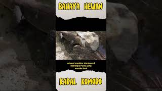 Bahayanya Hewan Komodo