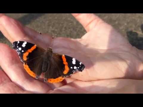 spirituele ervaring met een atalanta vlinder