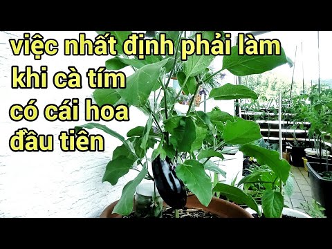 Video Cà tím trồng chậu tươi tốt, cách bón phân cắt tỉa để... - youtube