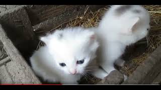 Funny animals 😂 funny video 😂😂😂 by Gnat Vova 173 views 2 months ago 28 seconds