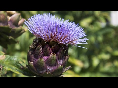 Video: Artičoke U Vrtu: Kako Uzgajati?