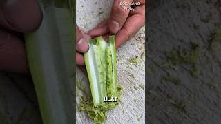 Nostalgia Bikin ULAT KW Pelepah Pepaya Buwat Nakutin Orang.😁 #petualangan #bolang #nostalgia