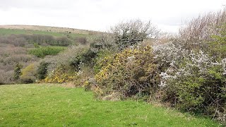 Life in the hedge: how to manage hedgerows for wildlife
