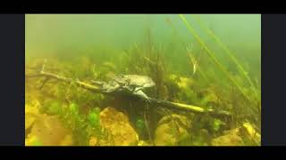 Full Titicaca Frog - Scrotum Frog - Lake Titicaca Water Frog - Telmatobius culeus Guide