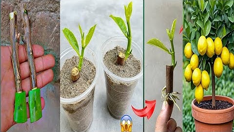 How to propagate lemon tree from cuttings with tissue paper || With 100% success#lemon 
