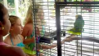 Paco, the party parrot, tells the girls to &quot;C&#39;mon dance!&quot;