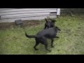 Beatrice and Victoria -- Black Lab Puppies playing