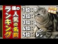 【あなたの猫は何位？】猫の人気の名前ランキング TOP10｜2022年最新版