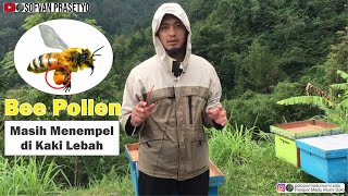 Peternak Lebah l Penampakan Bee Pollen yang masih menempel di Kaki Lebah