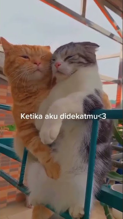 kucing romantis bener dah #shorts #cat #kucing #