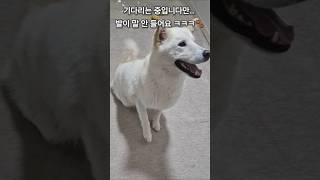 너무 사랑스러워 보내기 싫은 백구의 귀여움 시위 🧡 #진돗개 #입양하세요