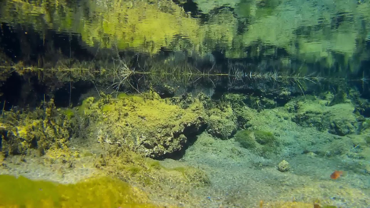 Ash Meadows Nevada - Cyprinodon nevadensis amargosae