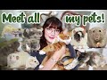 Meet all of my pets! | 2021