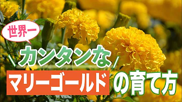 マリーゴールドの育て方 肥料の使い方も詳しく伝授 Mp3 マリーゴールドの育て方 肥料の使い方も詳しく伝授 Mp3