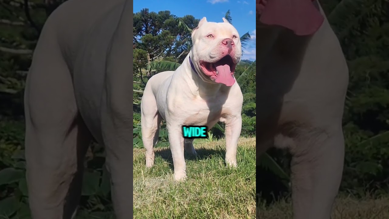 Top 3 Ultimate Guard Dog Breeds You Need to Know in 2025 🐶🔥