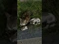 #cat #trending #viral #reels #love #fypシ #tiktok #comedy #cute #nature #qatar #viralvideos #shorts