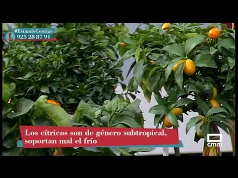 Vídeo: Com trasplantar un arbre de llimona: quin és el millor moment per trasplantar llimones