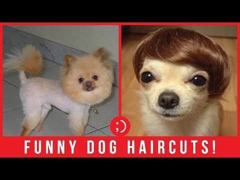 23-funny-dog-grooming-haircut-fails-compilation-2018-that-will-either-make-you-laugh-or-cringe