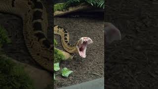 FANGS Black-headed Bushmaster SNEAK PEEK🐍  #shorts #venomcentral #snake #reptile