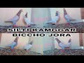 For salesilti kamggar biccho pigeon for sale pyor jora all india delivery available hai