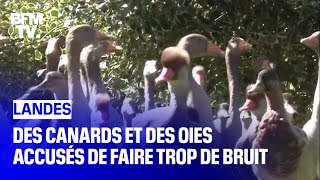 Après le coq Maurice, des canards et des oies accusés de faire trop de bruit dans les Landes