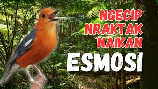 RAM || DENGAN PANCINGAN ANIS MERAH AMPUH INI, ATASI SUSAH BUNYI ANIS MERAH | 147