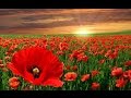WW1Poetry ~ 'In Flanders Fields' by John McCrae ~ Read by Anthony Davies ~ Blue Dot Music