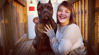 Velocity the Cane Corso Shows her True Colors Disciplining Atari & I show you how to manage it ‍