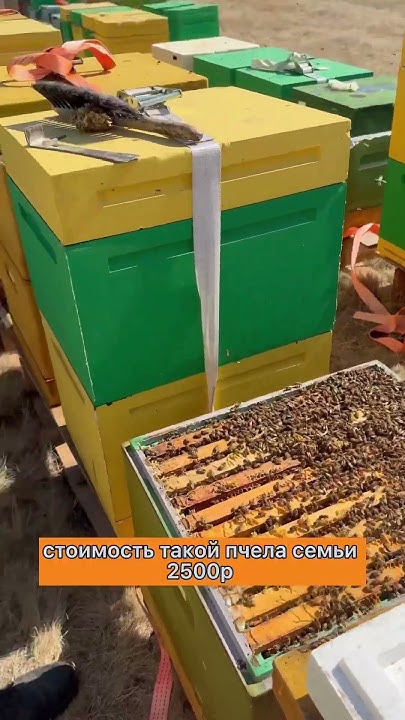 А также продаем мед, пыльцу, пергу оптом и в розницу . Номер телефона ...