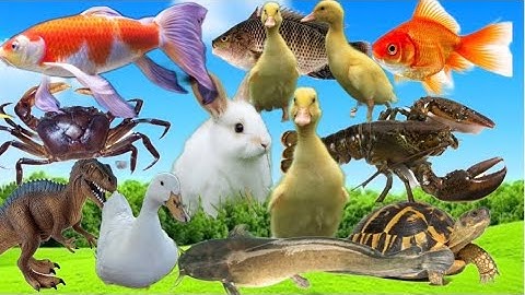 Con cá thật cá rô, con cua, con cá vàng, tên đồ chơi con tôm, bạch tuộc, con vịt, con rùa