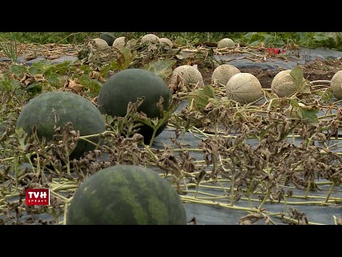 Video: Pestovanie vodných melónov a melónov: tajomstvá ich pestovania