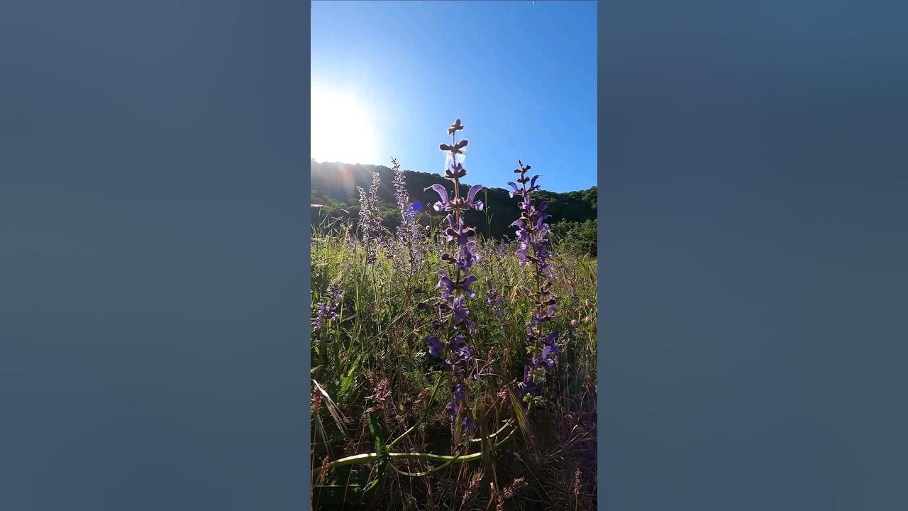 Meadow Sage (Salvia Pratensis) YouTube