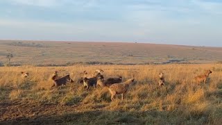 Lioness Put In Her Place By A Hyena Clan