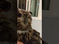 今日のジュニ君🦉ただいまパパ遅いよ❤