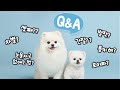 [Q&A] 루디와 퐁키 궁금증의 모든것 / 루퐁이 미공개 영상 대방출!