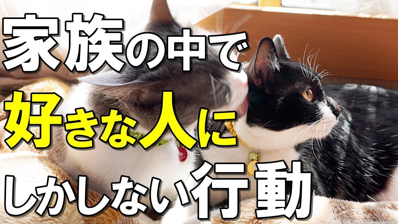 あなたはあてはまる 猫が家族の中で一番好きな人にしかしない行動１０選 保護猫 Youtube