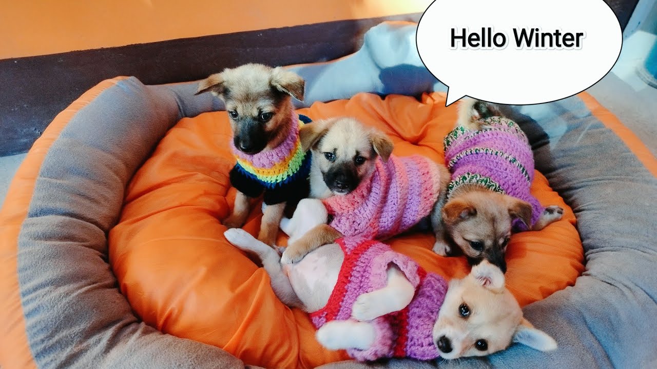 dog winter clothes / dog sweater / Our Snupis puppy's Trying winter